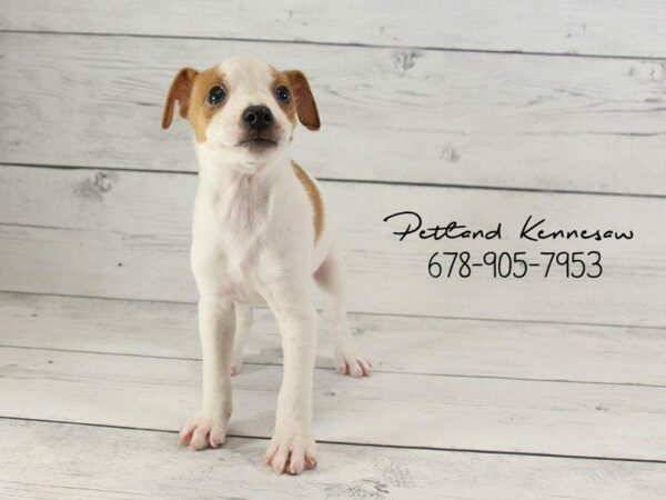 Jack Russell Terrier DOG Male Red / White 22141 Petland Kennesaw, Georgia