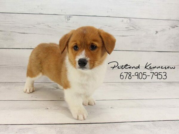 Pembroke Welsh Corgi DOG Male Red / White 22151 Petland Kennesaw, Georgia