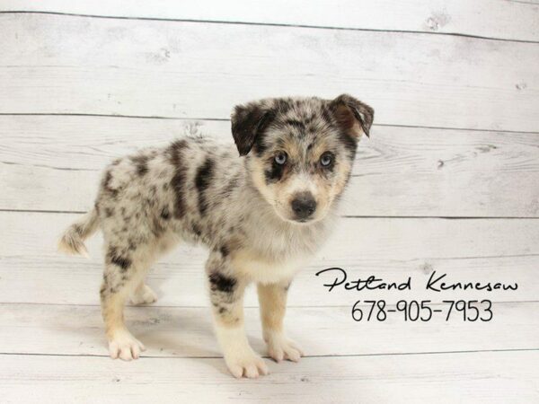 Pomsky DOG Female mrl 22158 Petland Kennesaw, Georgia