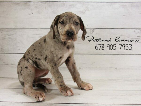 Great Dane DOG Female Blue Merle 22142 Petland Kennesaw, Georgia