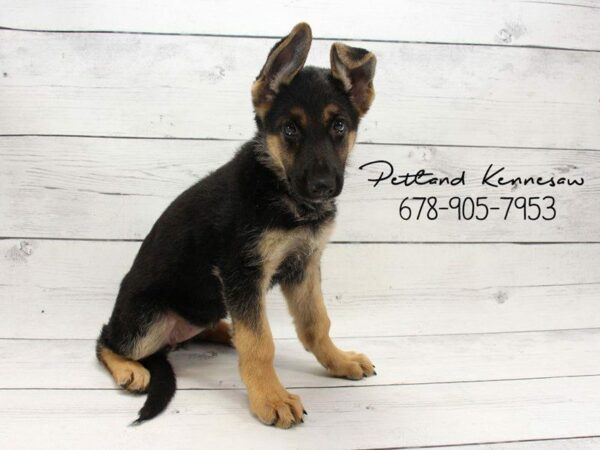 German Shepherd Dog DOG Female Black / Tan 22153 Petland Kennesaw, Georgia