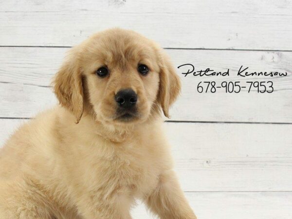 Golden Retriever DOG Female Golden 22150 Petland Kennesaw, Georgia