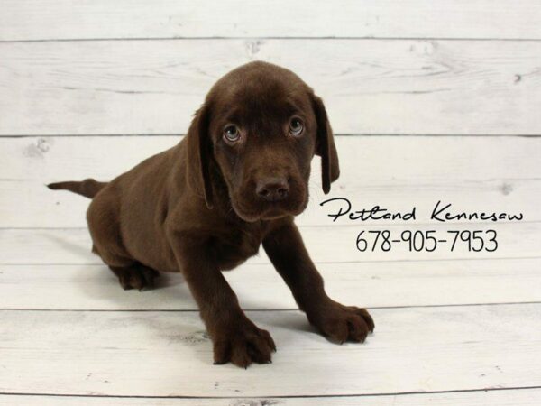 Labrador Retriever DOG Female Chocolate 22146 Petland Kennesaw, Georgia