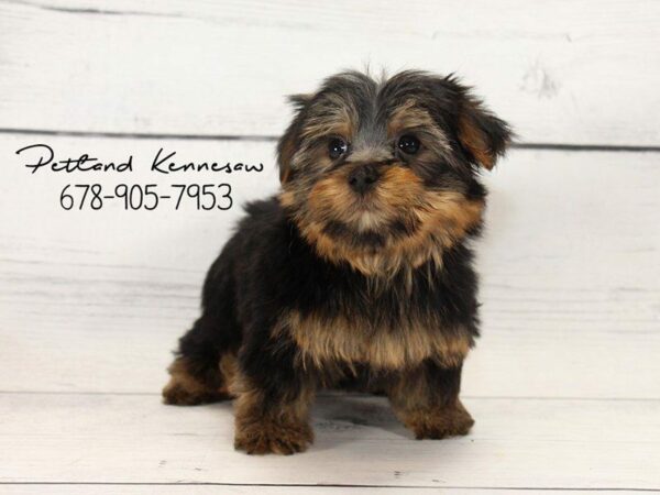 Yorkshire Terrier DOG Male Black / Tan 22145 Petland Kennesaw, Georgia