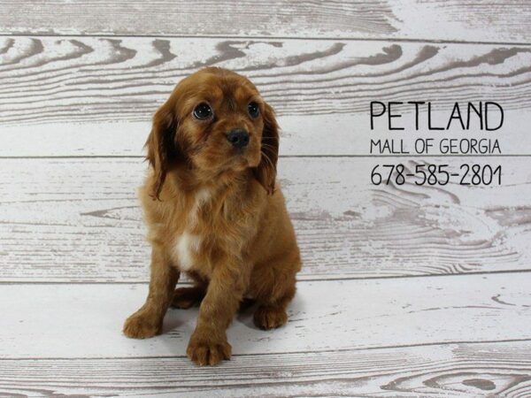 Cavalier King Charles Spaniel-DOG-Male-Ruby-1446-Petland Kennesaw, Georgia