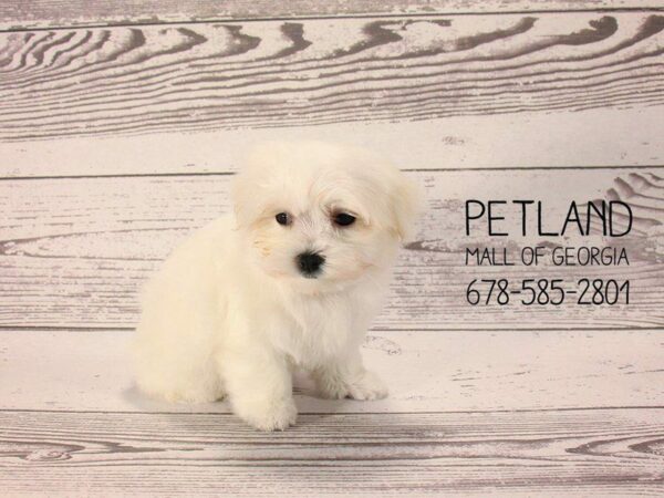 Maltese DOG Female White 1444 Petland Kennesaw, Georgia