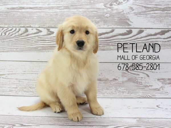 Golden Retriever DOG Female Golden 1442 Petland Kennesaw, Georgia