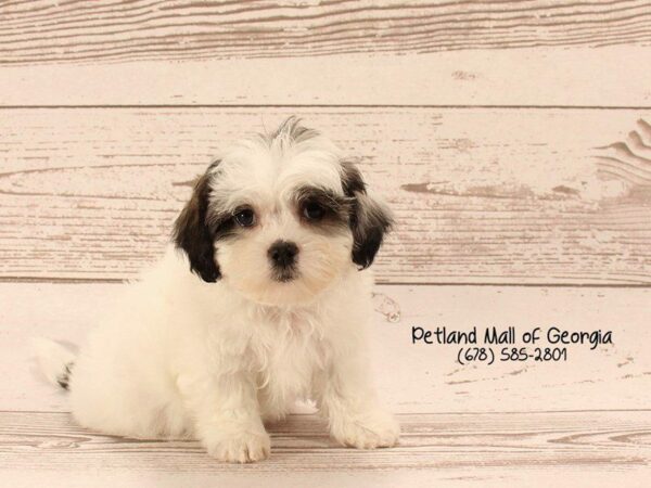 Teddy Bear DOG Male Black, White and Brown 1431 Petland Kennesaw, Georgia