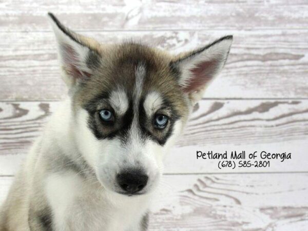 Siberian Husky DOG Female Gray / White 1447 Petland Kennesaw, Georgia