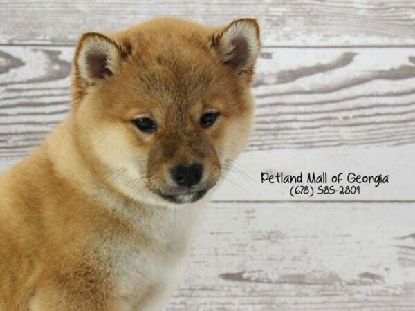 Shiba Inu-DOG-Male-rd-1448-Petland Kennesaw, Georgia