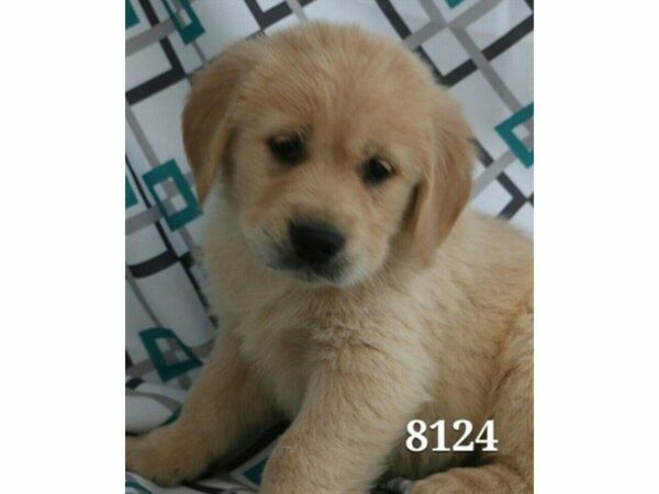 Golden Retriever DOG Male Golden 1477 Petland Kennesaw, Georgia