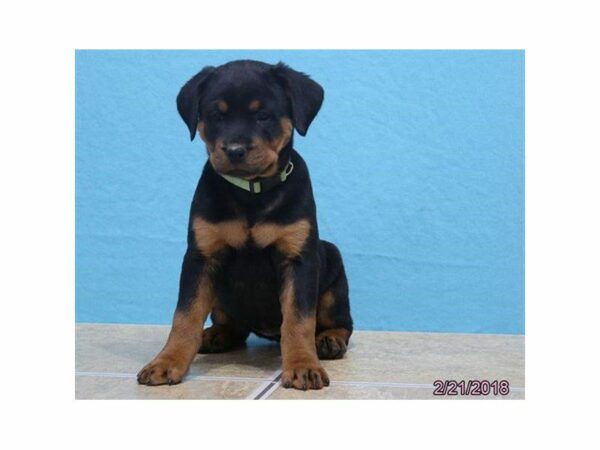 Rottweiler DOG Female Black / Mahogany 1479 Petland Kennesaw, Georgia