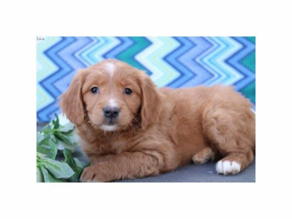 Miniature Goldendoodle DOG Female lt gldn 1482 Petland Kennesaw, Georgia