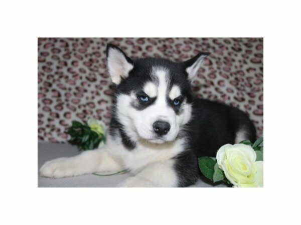 Siberian Husky DOG Female blk-wh 1486 Petland Kennesaw, Georgia