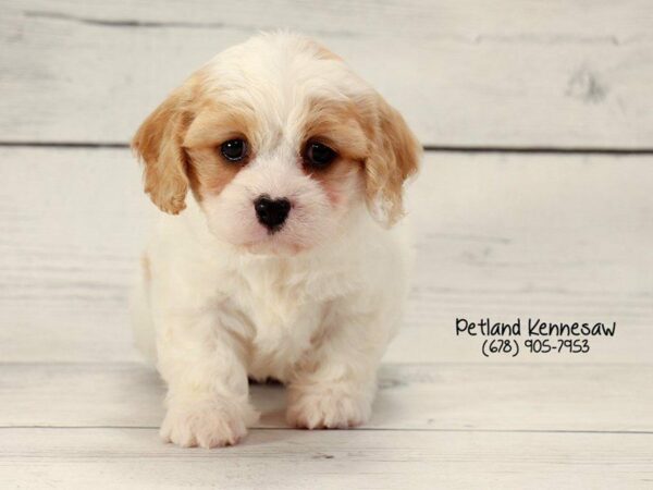 Cavachon DOG Female BLENHIEM WHITE 22168 Petland Kennesaw, Georgia