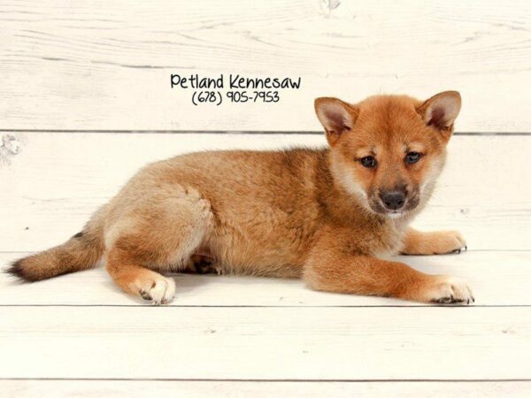 Shiba Inu DOG Female Red Sesame 22178 Petland Kennesaw, Georgia