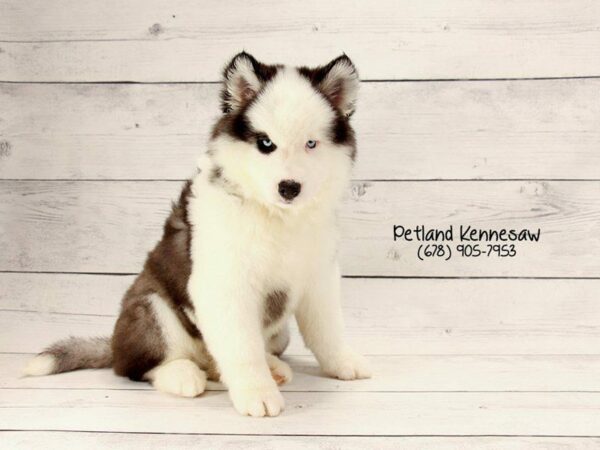 Siberian Husky DOG Male Black / White 22179 Petland Kennesaw, Georgia