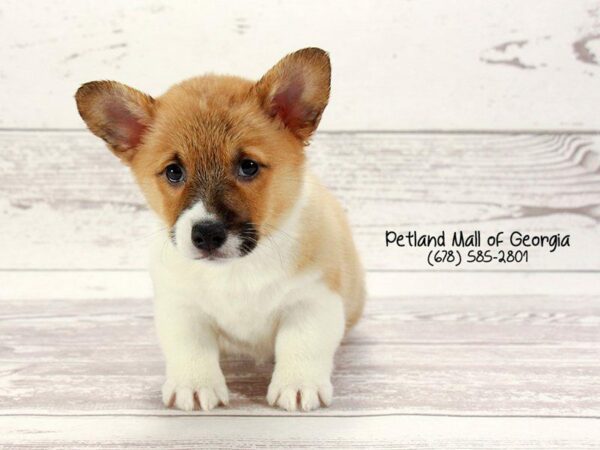 Pembroke Welsh Corgi DOG Female Red / White 1475 Petland Kennesaw, Georgia