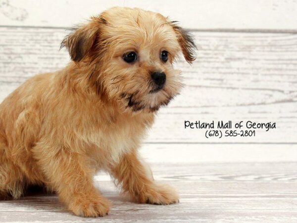 Shorkie-DOG-Female-Beige-1473-Petland Kennesaw, Georgia