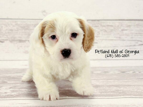 Cavachon-DOG-Male-BLENHIEM WHITE-1471-Petland Kennesaw, Georgia