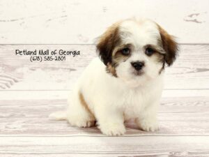 Malshi-DOG-Male-Brown White-1470-Petland Kennesaw, Georgia