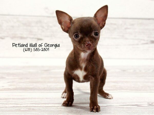 Chihuahua-DOG-Female-Chocolate-1469-Petland Kennesaw, Georgia