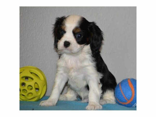 Cavalier King Charles Spaniel DOG Male Tri-Colored 22210 Petland Kennesaw, Georgia