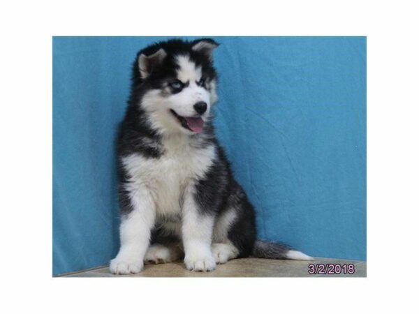 Siberian Husky DOG Male Black / White 22212 Petland Kennesaw, Georgia