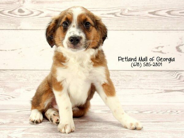 Australian Shepherd DOG Male Brown / White 1522 Petland Kennesaw, Georgia