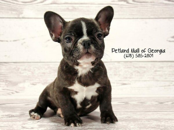 French Bulldog DOG Male BRDL:WH MKGS 1497 Petland Kennesaw, Georgia