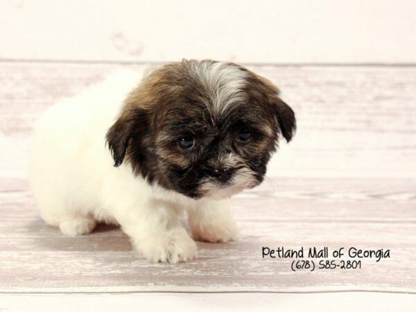 Teddy Bear DOG Male Brown and White 1503 Petland Kennesaw, Georgia