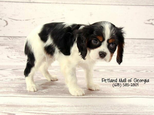 Cavalier King Charles Spaniel DOG Male Tri-Colored 1514 Petland Kennesaw, Georgia