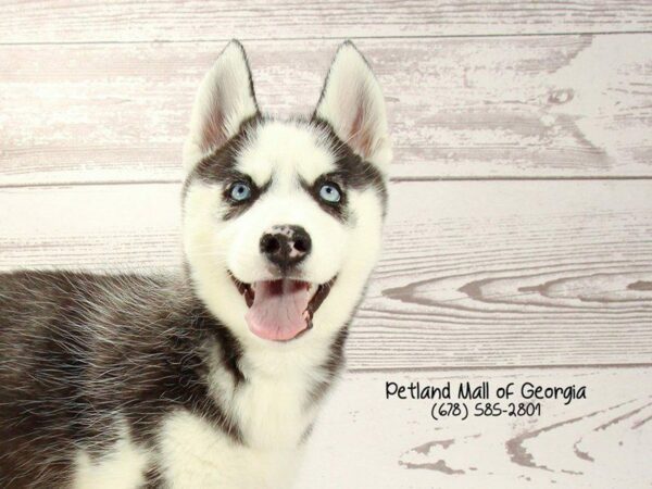 Siberian Husky DOG Male Black / White 1519 Petland Kennesaw, Georgia