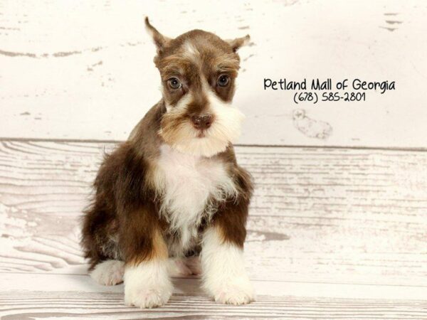 Miniature Schnauzer DOG Female CHOCOLATE WHITE 1508 Petland Kennesaw, Georgia