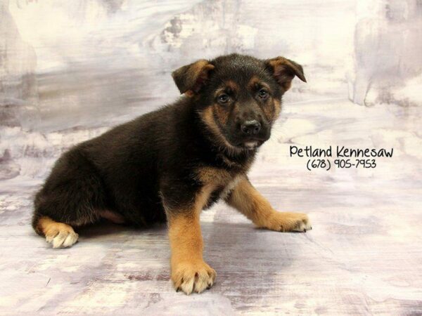 German Shepherd DOG Male Black Tan 22198 Petland Kennesaw, Georgia