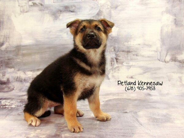 German Shepherd DOG Female Black Tan 22199 Petland Kennesaw, Georgia