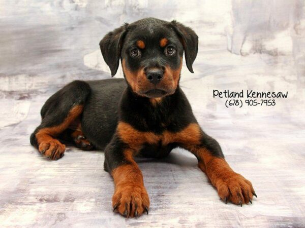 Rottweiler DOG Female Black / Mahogany 22176 Petland Kennesaw, Georgia