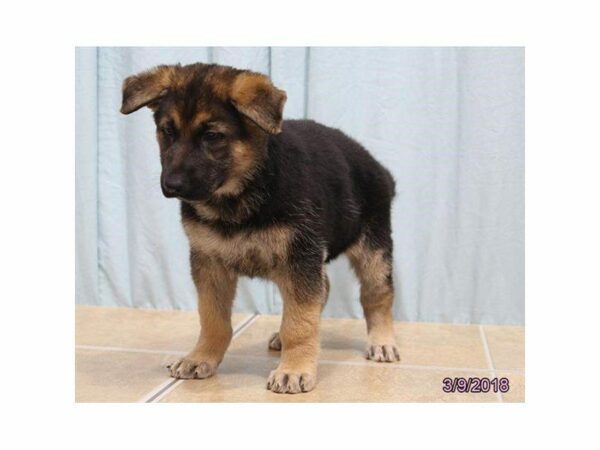 German Shepherd Dog DOG Female Black / Tan 1548 Petland Kennesaw, Georgia