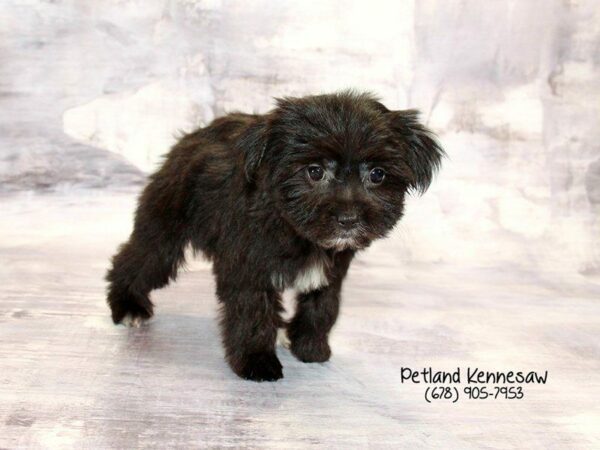 Morkie DOG Female Black 22223 Petland Kennesaw, Georgia