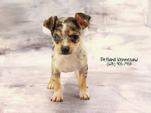 Chihuahua DOG Male Blue Merle 22228 Petland Kennesaw, Georgia