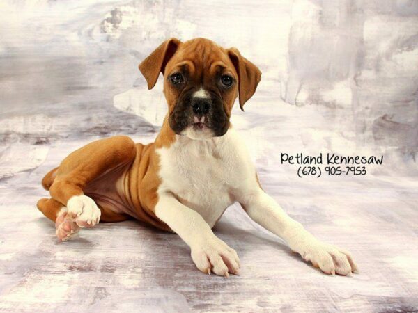 Boxer-DOG-Female-Fawn / White-22235-Petland Kennesaw, Georgia