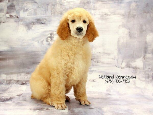 Poodle-DOG-Male-Apricot-22237-Petland Kennesaw, Georgia