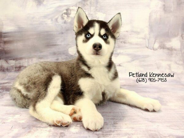 Siberian Husky DOG Female Black / White 22239 Petland Kennesaw, Georgia