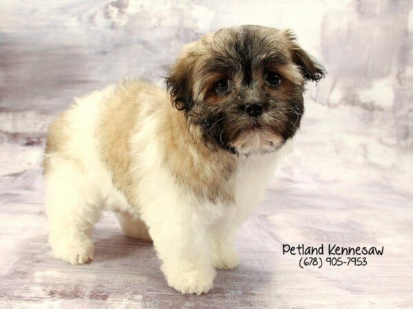 Teddy Bear DOG Female Chocolate / White 22243 Petland Kennesaw, Georgia