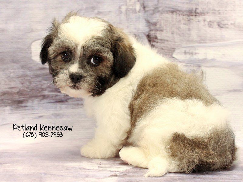 imperial teddy bear dog