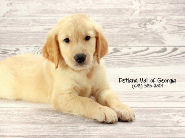 Golden Retriever DOG Male Golden 1535 Petland Kennesaw, Georgia