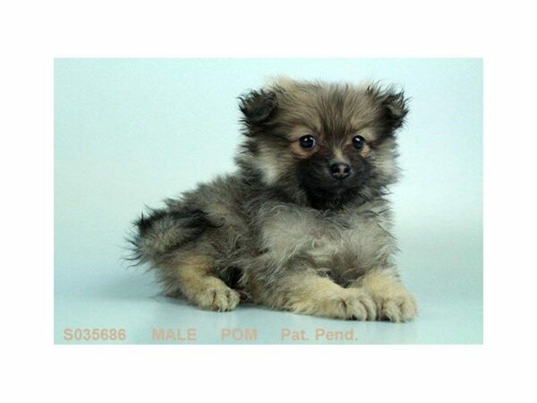 Pomeranian-DOG-Male-WLF SBL-1551-Petland Kennesaw, Georgia