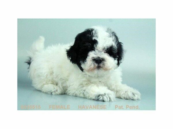 Havanese DOG Female BLK:WH MKGS 1555 Petland Kennesaw, Georgia