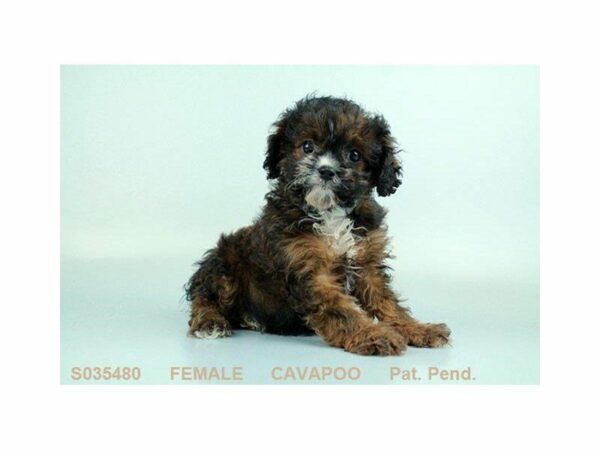 Cavapoo-DOG-Female-CAFE-1556-Petland Kennesaw, Georgia