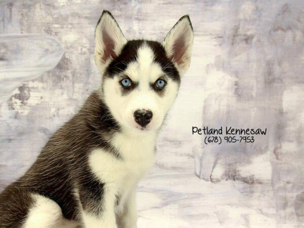 Siberian Husky DOG Female Black White 22253 Petland Kennesaw, Georgia